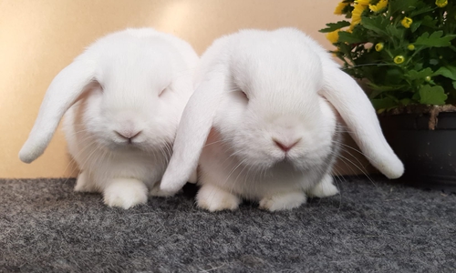 Weiße Zwergwidderkaninchen. Foto: ZGM Hildebrandt
