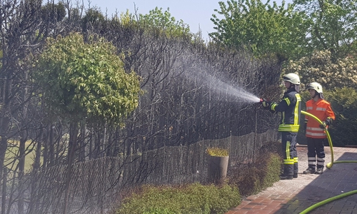 Knapp 20 Meter der Hecke brannten lichterloh. Foto: Samtgemeindefeuerwehr Meinersen/ Schaffhauser