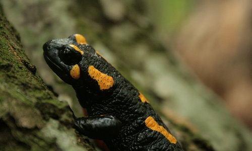 Wird das schöne Tier bald ganz aus unserer Fauna verdrängt? Symbolfoto: pixabay