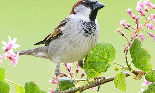 Der häufigste Gartenvogel 2018 in unserer Region war der Haussperling. Foto: NABU/Minden Pictures/Arco Images/Marcel van Kammen/NiS
