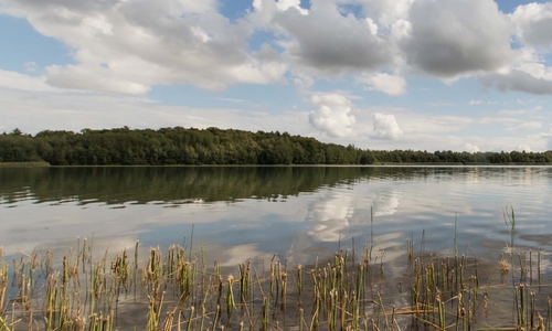 Am Reihersee wurde die Leiche des vermissten Mannes gefunden. Foto: Rudolf Karliczek