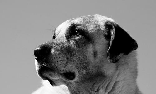 Weil er möglicherweise auf die Bahngleise gelaufen wäre, wurde der Kangal getötet. Symbolfoto: pixabay