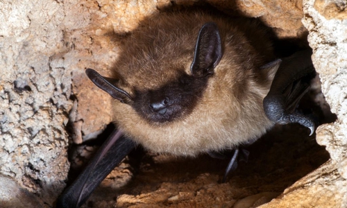 Einer Breitflügelfledermaus ins Gesicht geschaut... Foto Stefan Meyer.