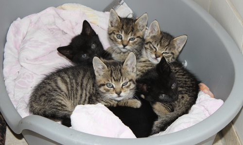 Um unkontrollierten Katzennachwuchs zu verhindern, könnte eine Kastrations- und Kennzeichnungspflicht helfen. Symbolfoto: Anke Donner.