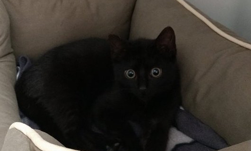 Die kleine Katze, die auf der Mülldeponie Bornum gefunden wurde, hat ein neues Zuhause. Foto: H. Johannessen