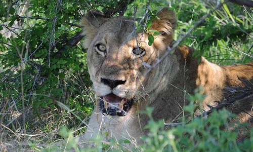 Wildlebende Großtiere sollten nicht gestreichelt werden. Symbolfoto: TASSO e.V.