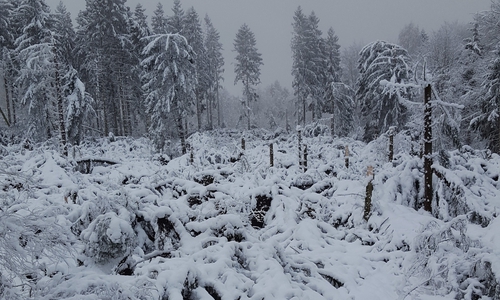 Das Orkantief Friederike verursachte großflächige Baumwürfe. Foto: Landesforsten 