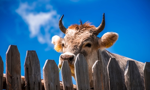 Die Kühe sind los... Symbolfoto: pixabay