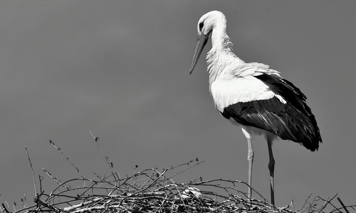 Der Storch hat es nicht geschafft. Symbolbild: Pixabay