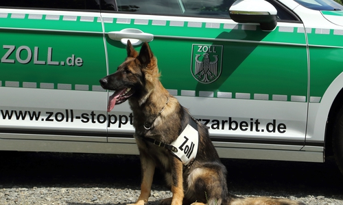 Kelly wird als Schutz- und Spürhund beim Hauptzollamt Braunschweig in der Kontrolleinheit Verkehrswege Göttingen eingesetzt. Archivaufnahme: ZOLL