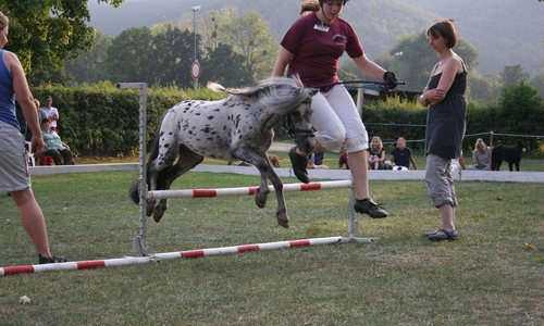 Das Showjumping ist ein Highlight beim Shetland-Pony-Festival im Sportpark.  Foto: Kur- Tourismus- und Wirtschaftsbetriebe der Stadt Bad Harzburg GmbH