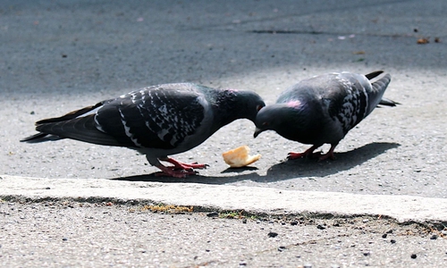 Laut M.B.S. sind Tauben ein massives Problem in der Lebenstedter Innenstadt. Symbolfoto: Archiv