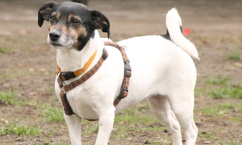Hündin Phoebie sucht Sie. Interesse? Foto: Tierschutzverein Gifhorn und Umgebung