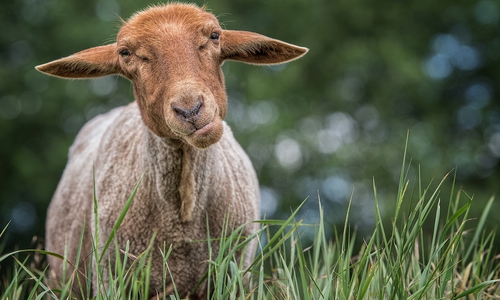Uli Stein hat nicht nur ein Herz für Tiere, sie sind auch die Protagonisten seiner Cartoons und Fotos. Foto/Cartoon: Uli Stein