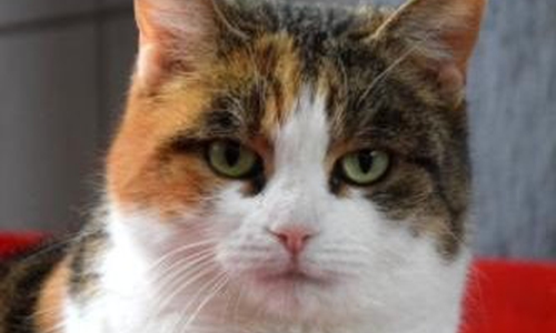 Die Katze Daisy wurde in der Feldmark gefunden. Foto: Tierheim 