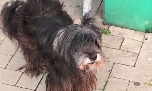 Die Polizei Goslar hat diesem Mischlingshund gefunden und such nun nach seinem Besitzer. Foto: Polizei