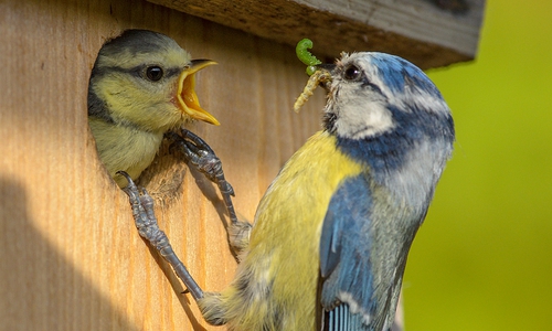 Die Vogelmutter füttert ihren Nachwuchs. Foto: NABU; Rita Priemer