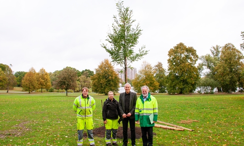 Stadtbaurat Kai-Uwe Hirschheide (zweiter von rechts) pflanzte gemeinsam mit Götz Stehr (rechts), Leiter des Geschäftsbereichs Grün der Stadt Wolfsburg, gemeinsam mit zwei Fachkräften aus der Grünpflege am Schillerteich einen Baum. Foto: Stadt Wolfsburg