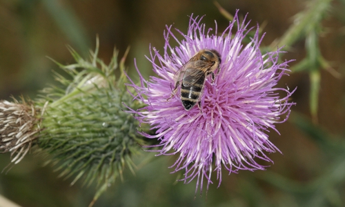 Die Stadt sollte sich gegen den Ordnungssinn einiger Bürger für die Insekten- und Vogelwelt positionieren. Foto: NABU
