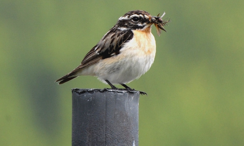 Das Braunkehlchen-Männchen sammelt sein Futter. Fotos: Privat
