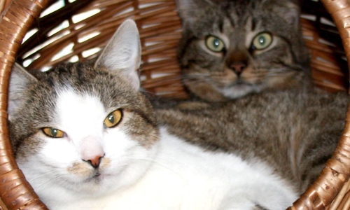 Schorsch und Nemo hängen sehr aneinander. Foto: Tierschutzzentrum Ribbesbüttel 