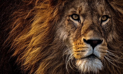 Symbolfoto: Pixabay