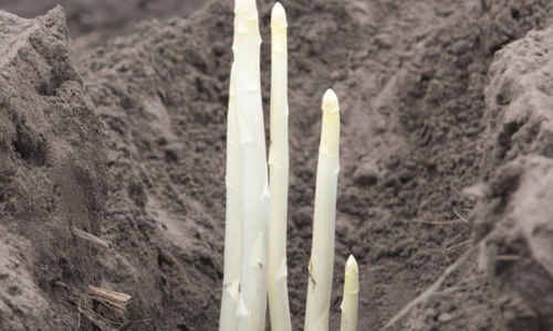 Die Anzahl der Gemüseanbaubetriebe ist zurückgegangen. Symbolfoto: Thorsten Raedlein