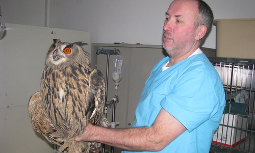 Dr. Brinkmeier mit dem verletzten Uhu. Fotos: Franz Lambert