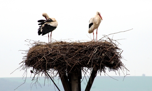 Die beiden Störche in ihrem Horst in Hedeper. Foto: Bernd-Uwe Meyer