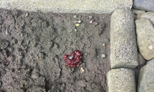 Wer kann Angaben zu diesem Kot machen? Foto: Privat