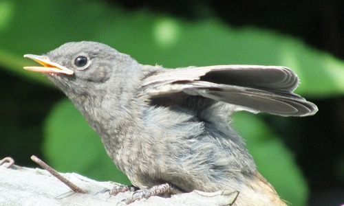 Das jungen Hausrotschwänzchen macht seine ersten Flugversuche. Foto: Achim Klaffehn
