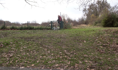 Der besorgte Hundebesitzer Günter Wingerning auf der "Hundewiese" am Salzgittersee. Foto: Rudolf Karliczek