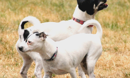 Luna und Happy. Fotos: Tierschutzzentrum Ribbesbüttel