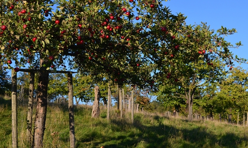 Auf der Wiese stehen über 300 Obstbäume. Foto: Cornelia Schilling