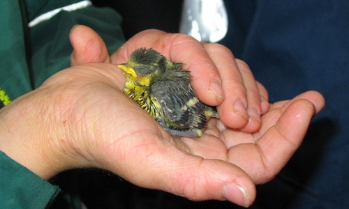 Die Jungvögel ließen sich friedlich von Ornithologen beringen. Foto: Andrea Onkes