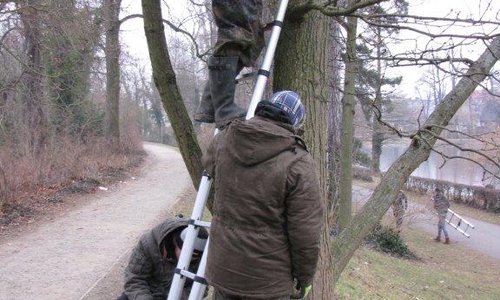  Mit der Leiter ging es den Baum hinauf.