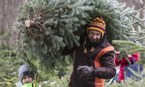 Der Baum gehört zum Weihnachtsfest zwingend dazu. Fotos: Niedersächsische Landesforsten