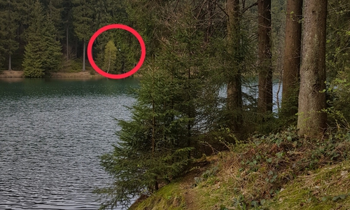  Zu erkennen ist im Bild (roter Kreis), dass die Fledermaus ziemlich hoch im Baum verletzt gefunden wurde. 