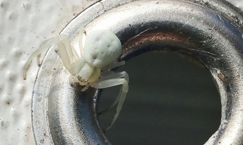 Nicht so gefährlich, wie sie aussieht: Die weiße Spinne, gesichtet an der Kita Salzdahlum. Foto: Leser