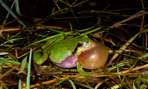Rufender Laubfrosch. Foto: NABU/ Frank Körner.