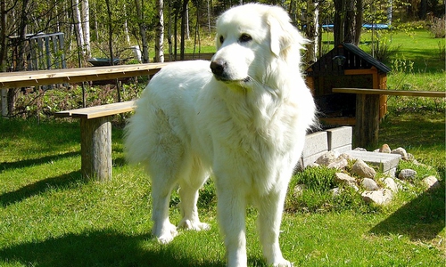 Herdenschutzhunde, wie Kangals oder Pyrenäen Berghunde sollen die Herden vor Wölfen beschützen. Symbolbild: Pixabay