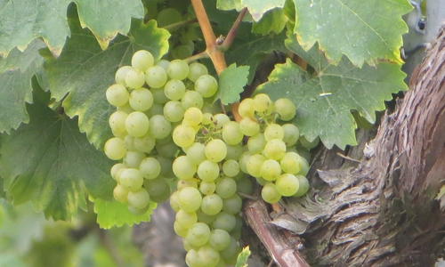 Gäste seien herzlich eingeladen, zum Gewölbekeller der Weinbruderschaft zu erscheinen. Foto: Privat