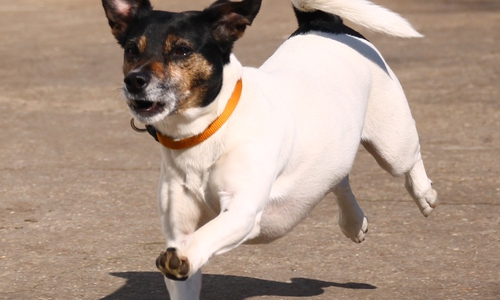 Gesucht werden Menschen, die Phoebie Sicherheit geben können. Foto: Tierschutzzentrum Ribbesbüttel