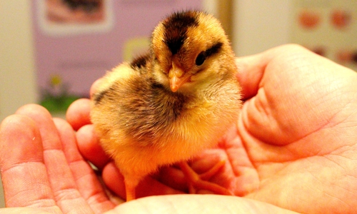 Bald schlüpfen wieder die putzigen Osterküken. 