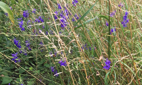 Das Ackerwildkraut.
Foto: Detlef Vollheyde