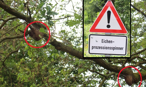 Vor dem Eichenprozessionsspinner wird mancherorts gewarnt. Foto: Sandra Zecchino
