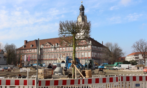 Die erste Kaiser-Linde (Tilia x intermedia ´Pallida´) steht bereits. Fotos: Werner Heise