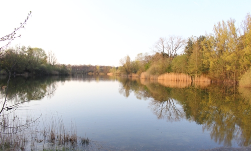 Am Bienroder Kiesteich soll künftig ein Barfußpfad entstehen. Foto: Max Förster