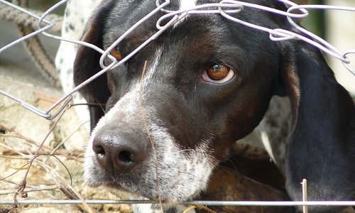 Der Hund, der beste Freund des Menschen. Oft aber nicht so behandelt, wie er es verdient. Symbolfoto: Pixabay