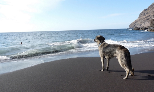 Auch Hunde mögen Strände. Foto: Deutscher Tierschutzbund e.V./Ehrhardt